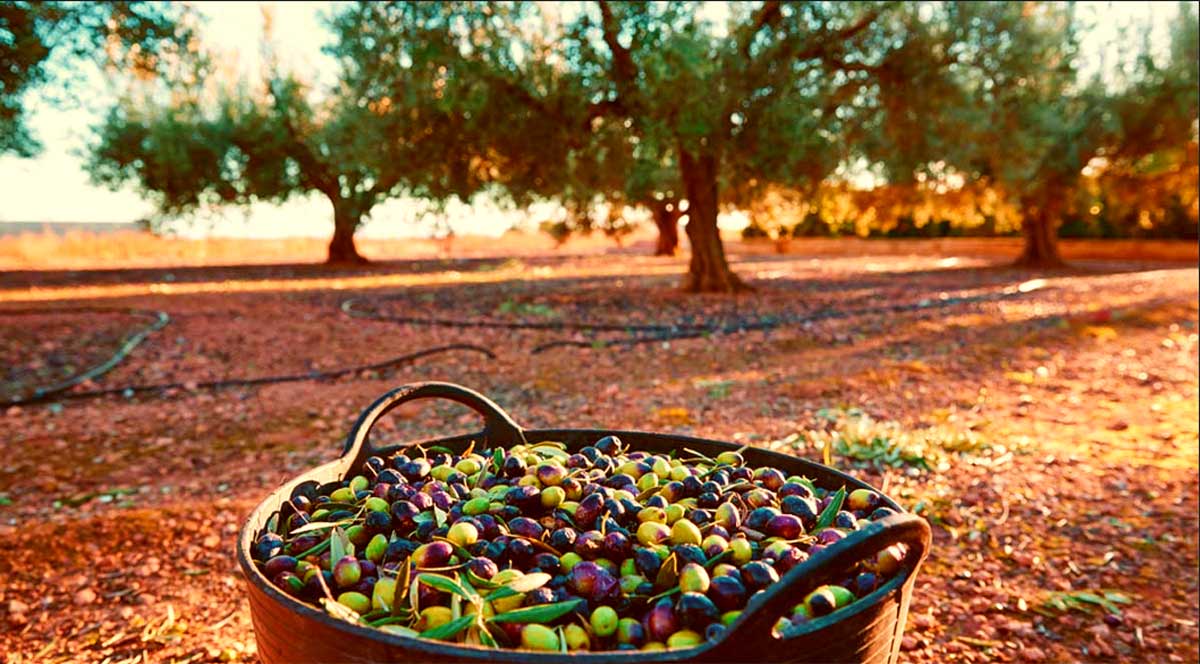 Raccolta olive dop Puglia