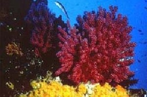 Isole Tremiti - corallo rosso