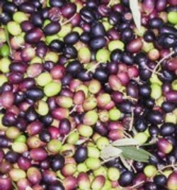 Olio extravergine prodotto da olive selezionate