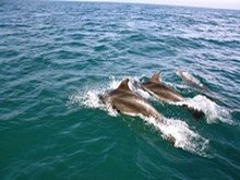 Delfini - Isole Tremiti