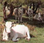 Vacca podolica del Gargano