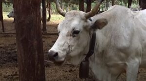 Caciocavallo podolicio: vacca podolica del Gargano